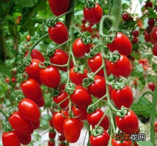 柿子可以放冰箱冷冻吗