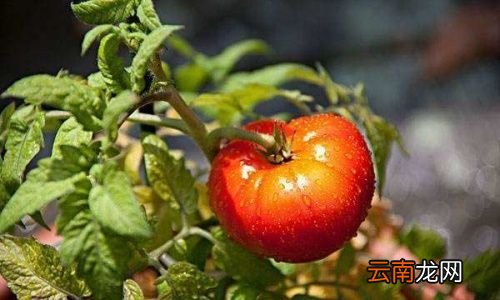 柿子可以放冰箱冷冻吗