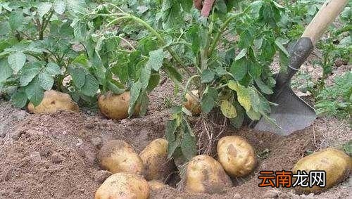 为什么隔夜土豆不能吃