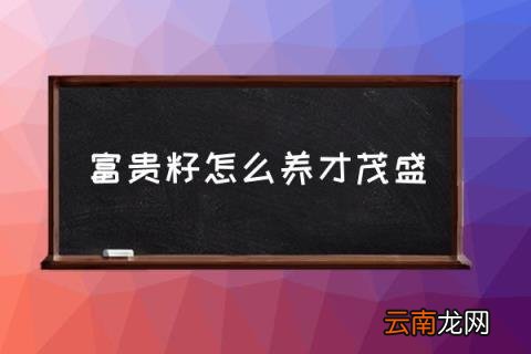 富贵籽怎么养才茂盛 富贵子怎么养才能更旺？
