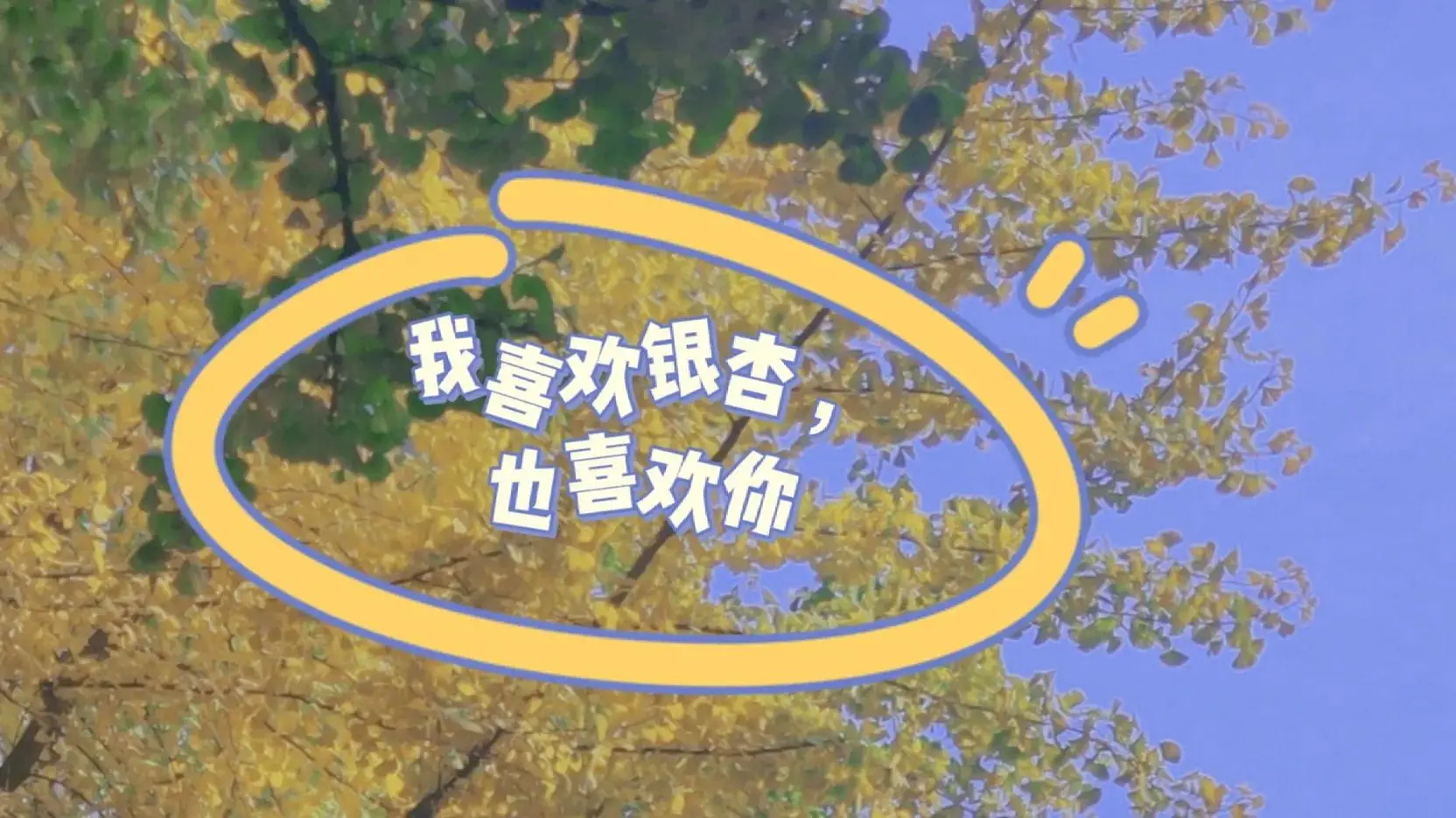 你喜欢银杏吗下一句怎么接 你喜欢银杏吗什么意思