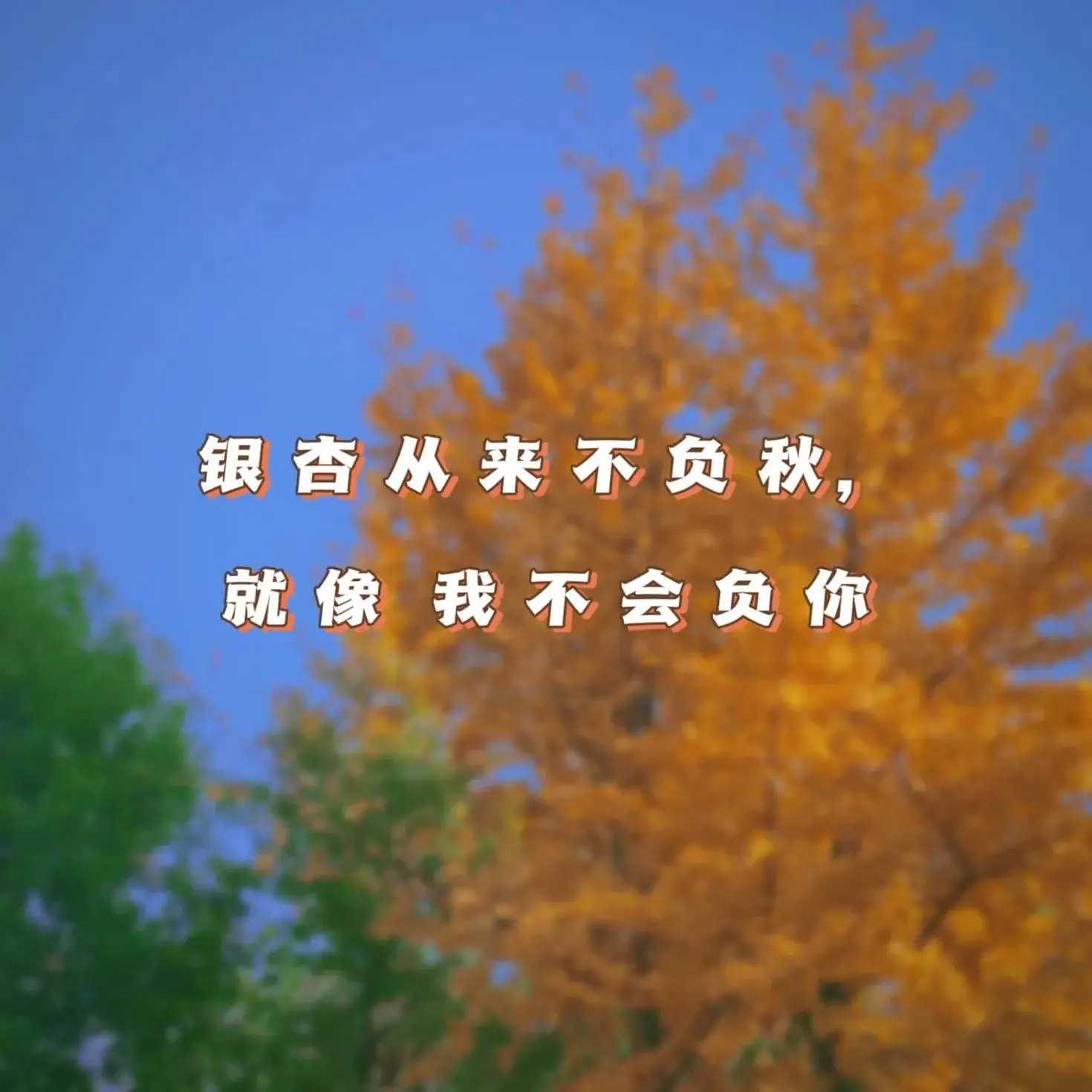 你喜欢银杏吗下一句怎么接 你喜欢银杏吗什么意思