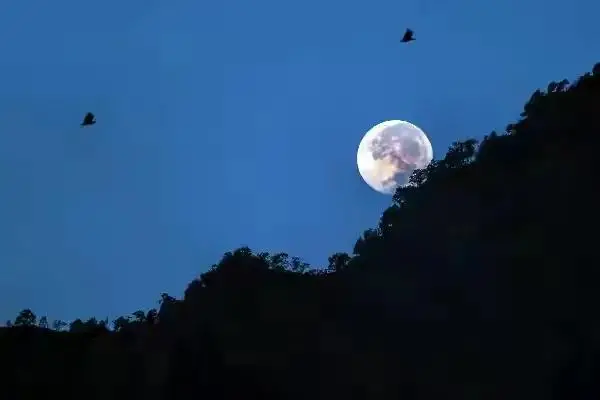 枫桥夜泊古诗翻译 月落乌啼霜满天江枫渔火对愁眠意思