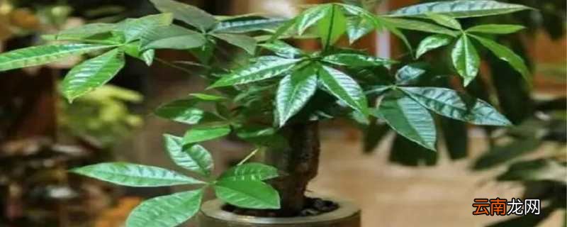 发财树可以扦插吗?用晾一下吗，发财树扦插注意事项