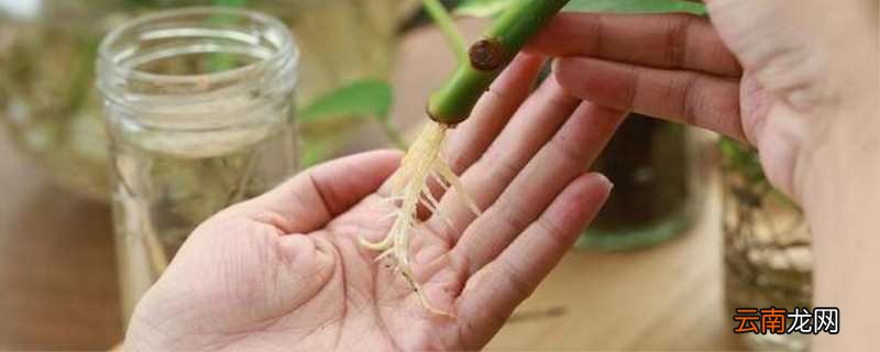 生根粉泡后需要晾干多久 生根粉泡完后晾几个小时