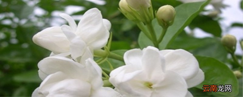 茉莉花什么时候修剪枝叶 茉莉花什么时候修剪