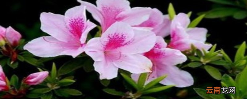 杜鹃花冬季养护 杜鹃花冬季养护方法