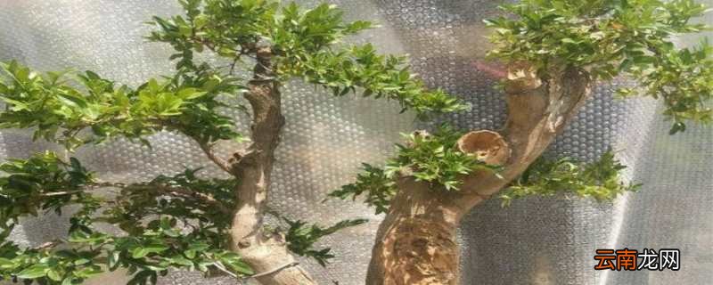 黄杨树的寓意和象征 黄杨树的寓意和象征意义