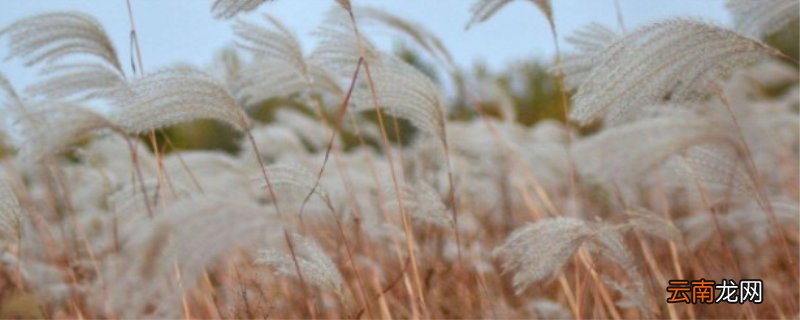 芦苇花的寓意 芦苇花的寓意阅读理解答案