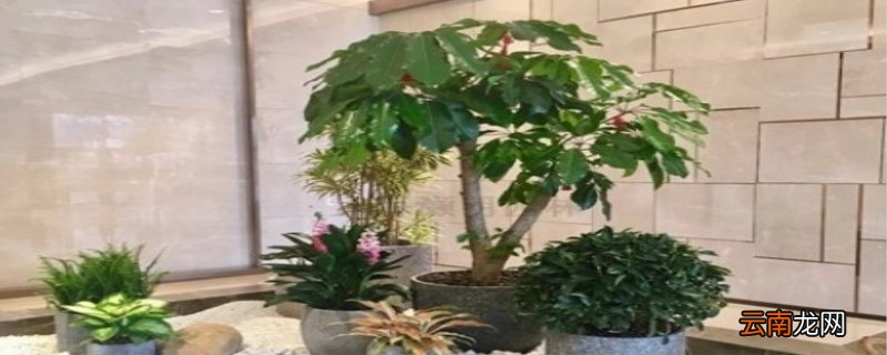 乔迁新家送什么绿植比较好 乔迁新居送什么绿植比较好