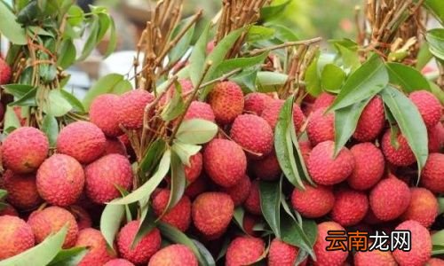 龙眼跟荔枝有什么区别