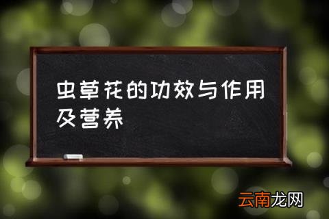 虫草花的功效与作用及营养 虫草花吃法？