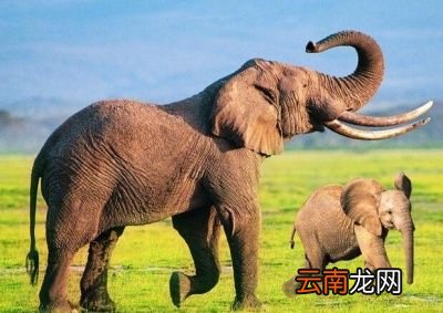 决定动物寿命的因素是什么