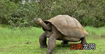 决定动物寿命的因素是什么