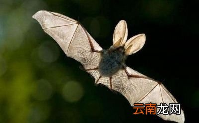 决定动物寿命的因素是什么