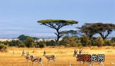 决定动物寿命的因素是什么