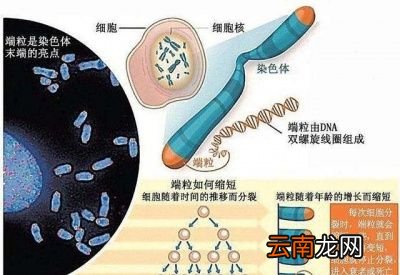 决定动物寿命的因素是什么