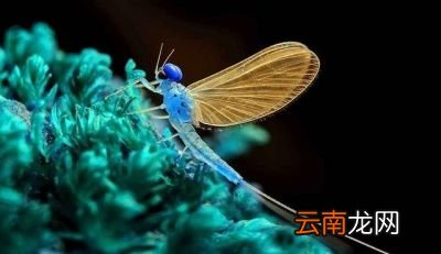 决定动物寿命的因素是什么
