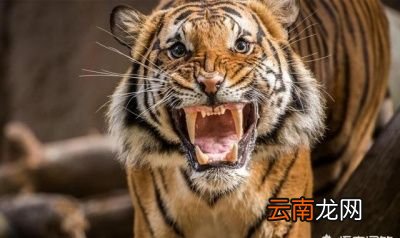 为什么人类的平均寿命比大多数动物都要长呢