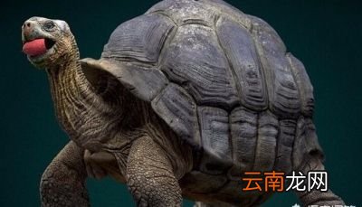 为什么人类的平均寿命比大多数动物都要长呢