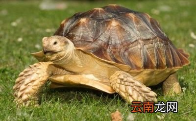 人为什么可以长寿呢