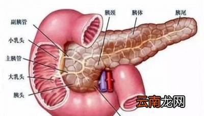 甘油三酯增高应该如何治疗