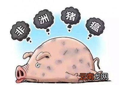 感染非洲猪瘟猪需要为什么药物