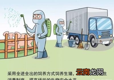 感染非洲猪瘟猪需要为什么药物