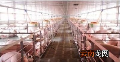 感染非洲猪瘟猪需要为什么药物
