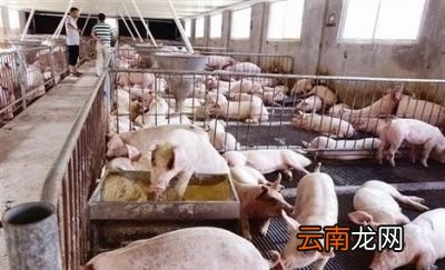 感染非洲猪瘟猪需要为什么药物