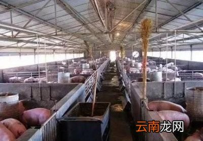 感染非洲猪瘟猪需要为什么药物