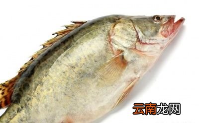 清蒸鱼我们用什么鱼比较好呢