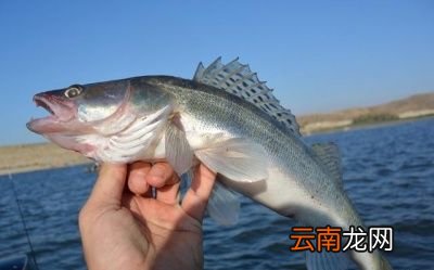 清蒸鱼我们用什么鱼比较好呢