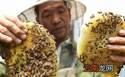 为什么子脾要在中下面蜜脾要在边上角