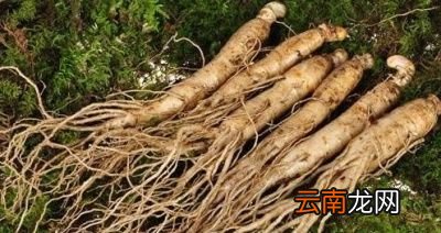 人参为什么能减肥