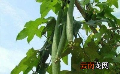 适合于懒人种的菜有哪些