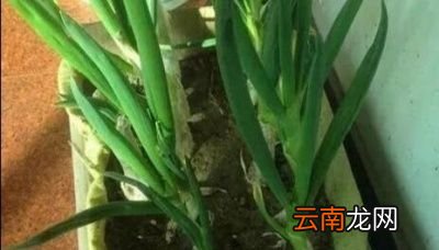 适合于懒人种的菜有哪些