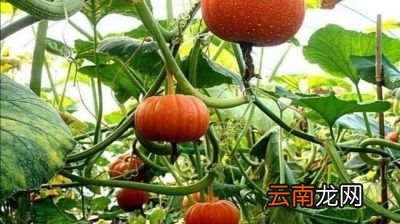 适合于懒人种的菜有哪些