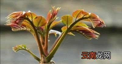 适合于懒人种的菜有哪些