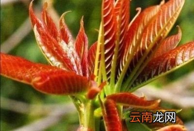 适合于懒人种的菜有哪些