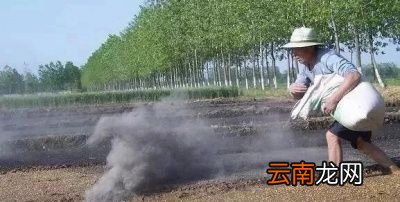 草木灰施用注意事项