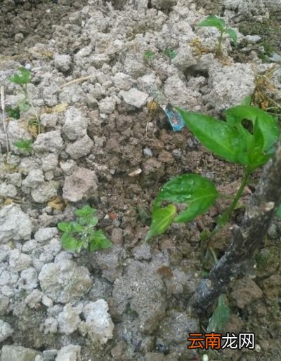 草木灰适合哪些蔬菜呢