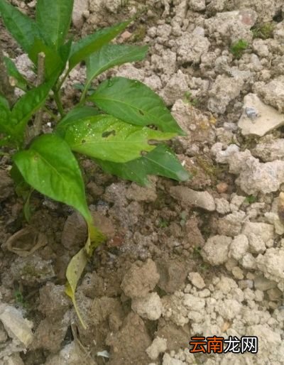 草木灰适合哪些蔬菜呢