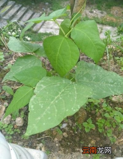 草木灰适合哪些蔬菜呢