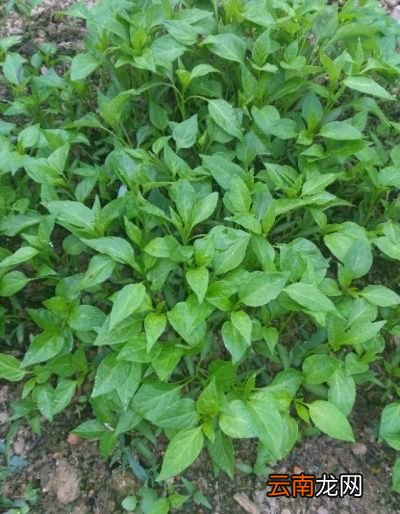 草木灰适合哪些蔬菜呢