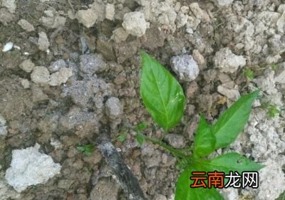 草木灰适合哪些蔬菜呢