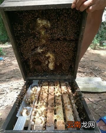 饲喂蜂蜜时应该怎么配