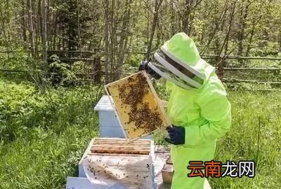 饲喂蜂蜜时应该怎么配