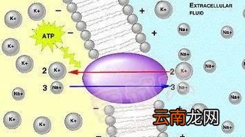 高血压吃芹菜有道理吗