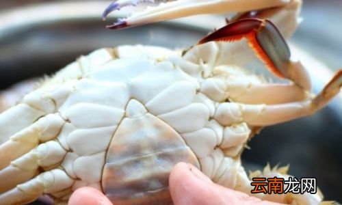 清蒸螃蟹一般蒸几分钟